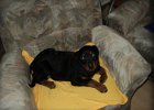Picasa